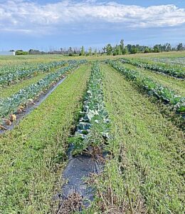 Soil, cover crop field day coming up near Worthing