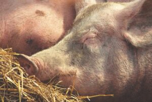 Swine Day set for Nov. 12 at South Dakota State